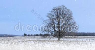 雪景中的4K超高清单树